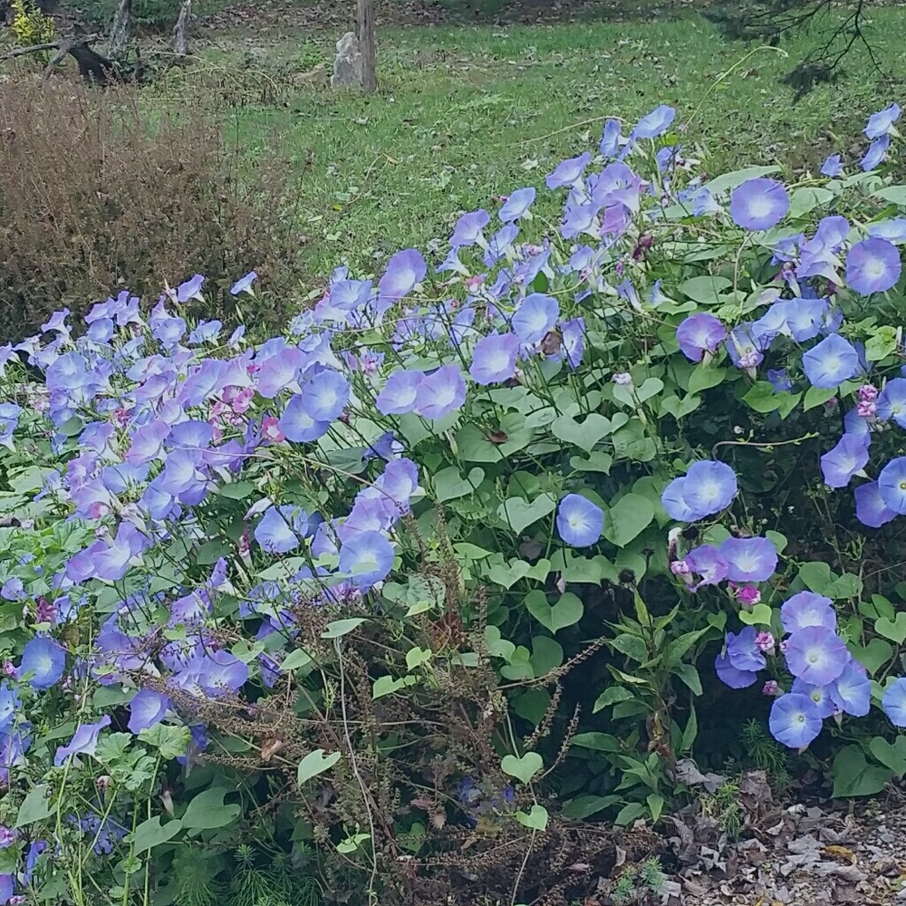 Meet your Posher, Ruth